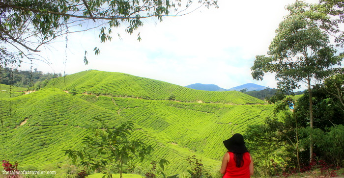 5 Things to Do In Cameron Highland 2