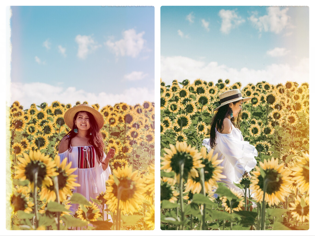 France-Itinerary-Sunflower-Fields-Valensole