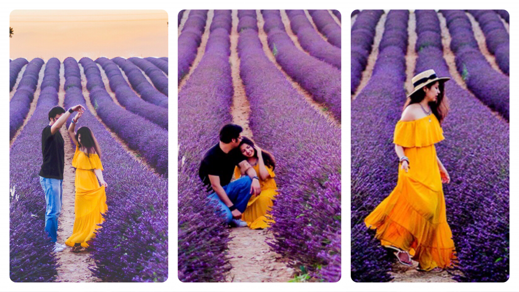 Best Lavender Fields in Provence, France